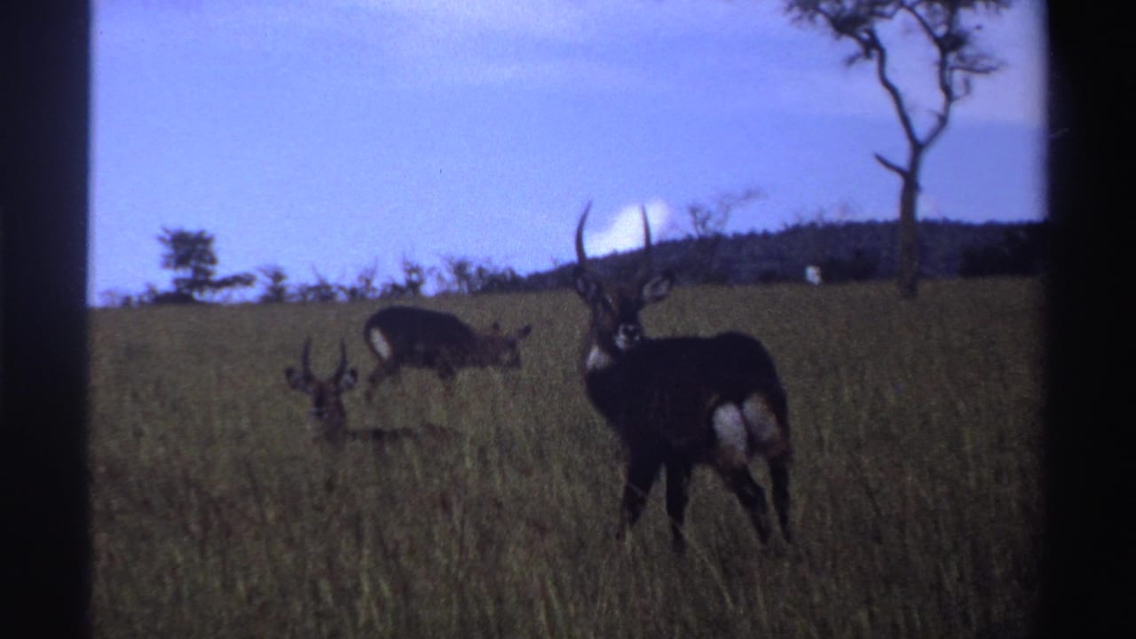 1969 Nigeria 8mm frame showing antelope partly obscured by tall grass, including a horned animal in the foreground.