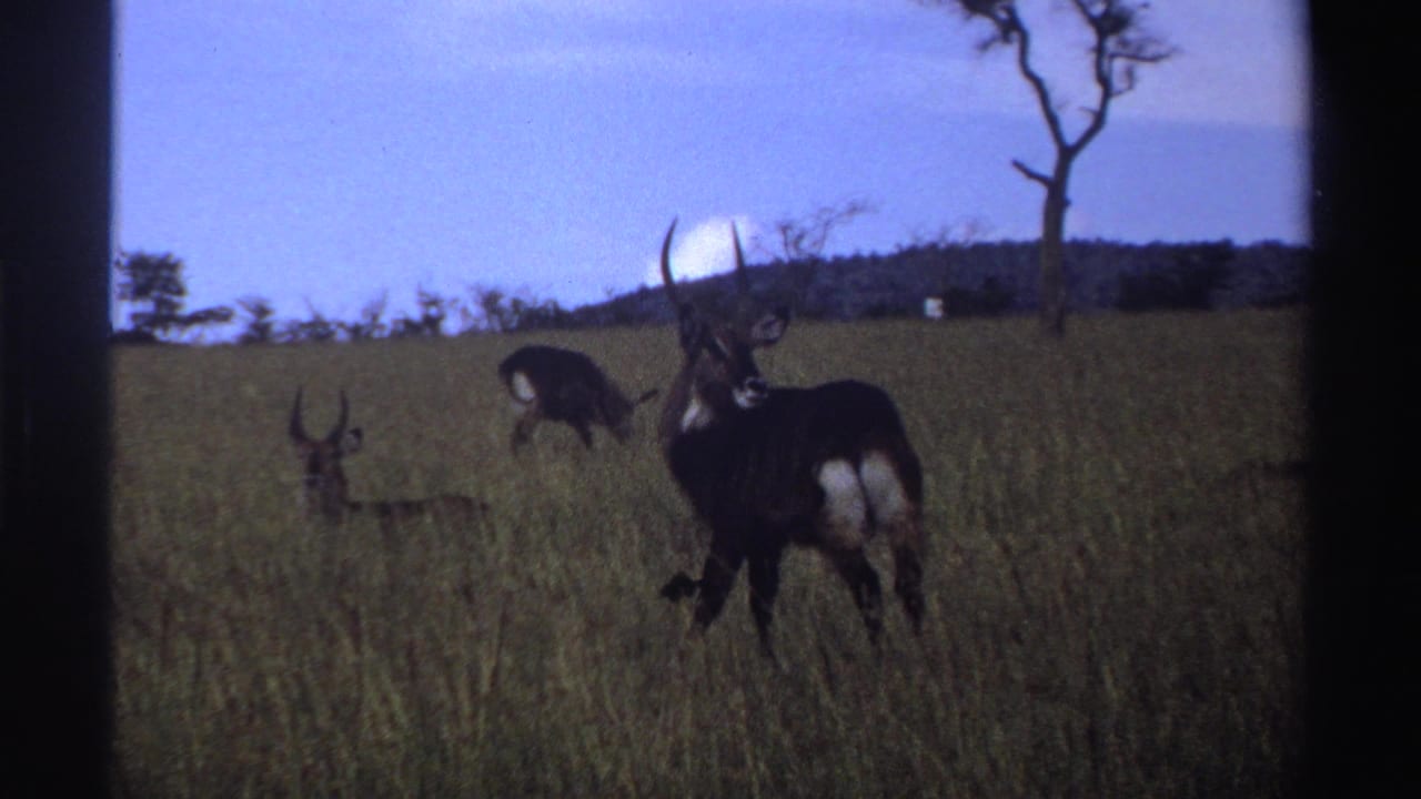 1969 Nigeria 8mm frame with a horned antelope at right, another grazing behind, and a smaller horned animal in the grass.