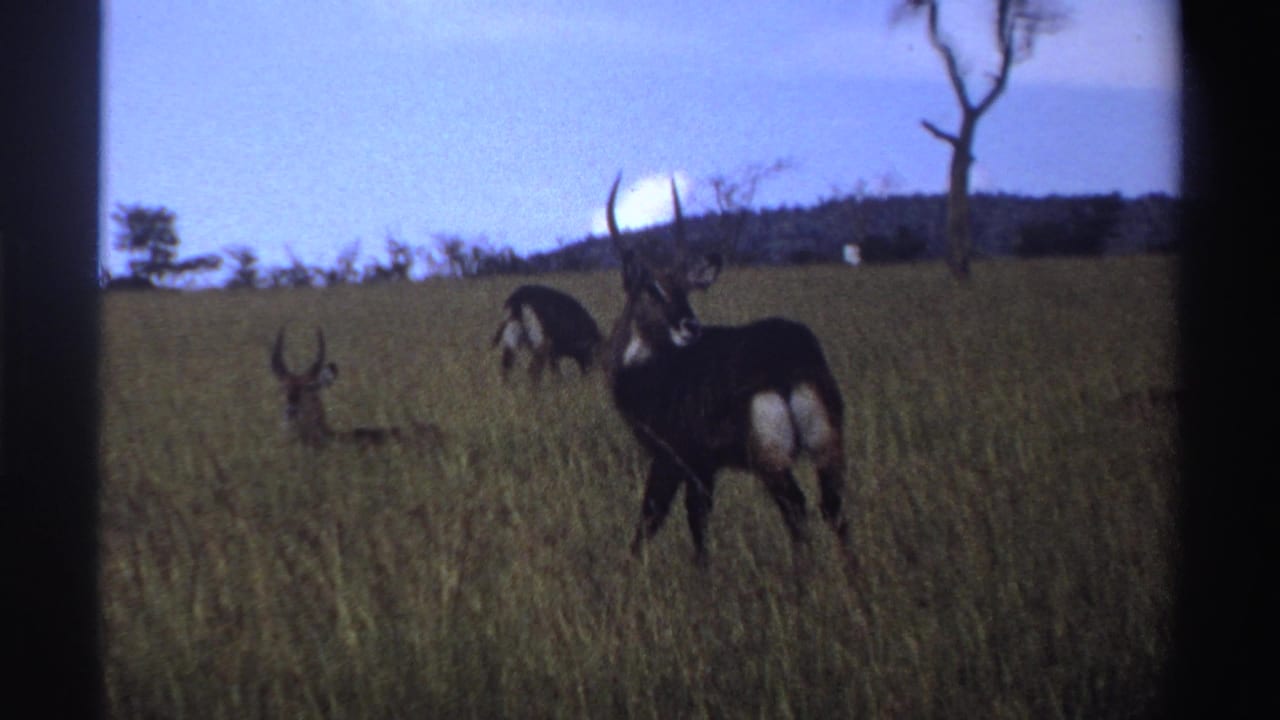 1969 Nigeria 8mm frame showing antelope in tall savanna grass, including one horned animal standing alert near the center.