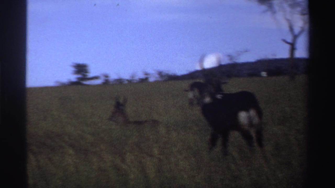 1969 Nigeria 8mm frame with a dark horned antelope at right and another antelope partly visible in the grass behind it.