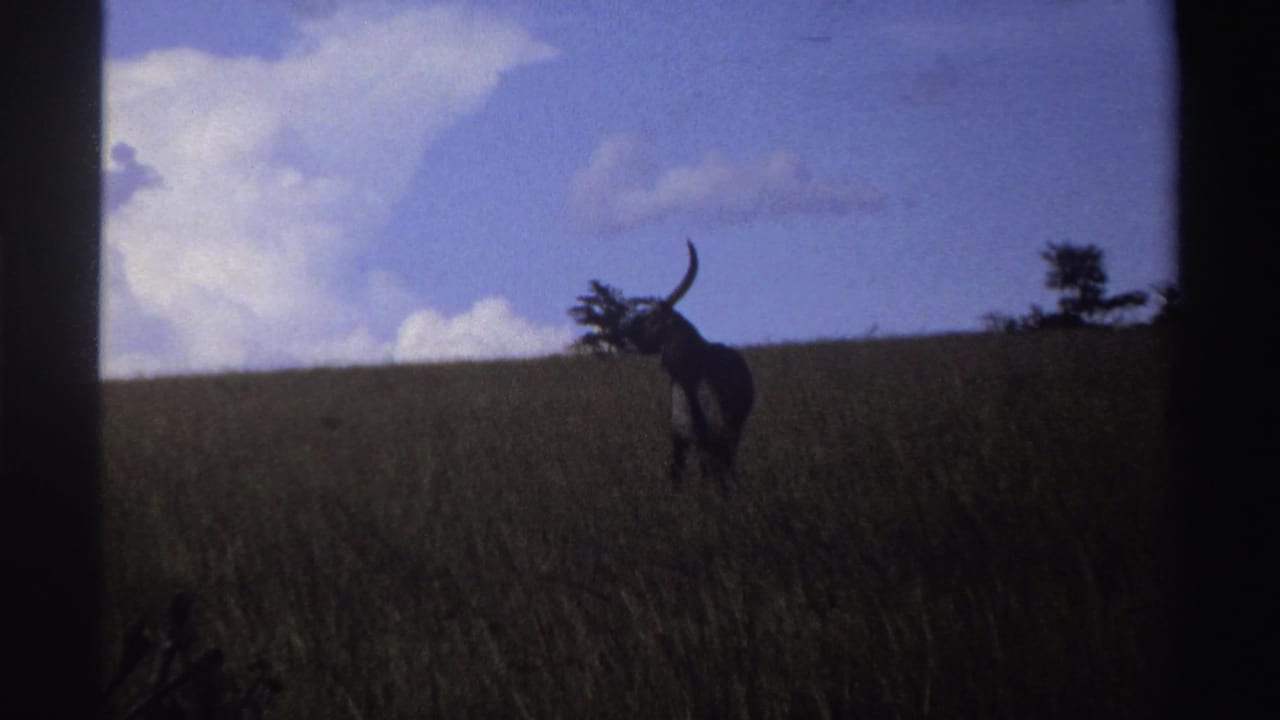 1969 Nigeria 8mm frame of a lone horned antelope on a grassy rise, with small trees and white clouds behind it.