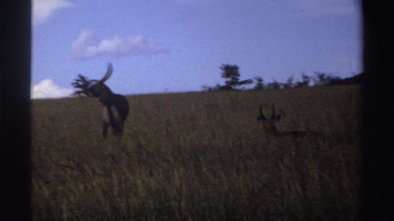Several antelopes in tall grass with a blue sky and dark film-frame borders.