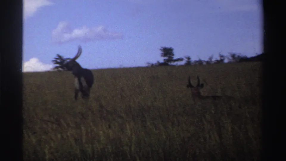 1969 Nigeria 8mm frame showing horned antelopes spread across tall grass under a blue sky, with dark scan borders visible.