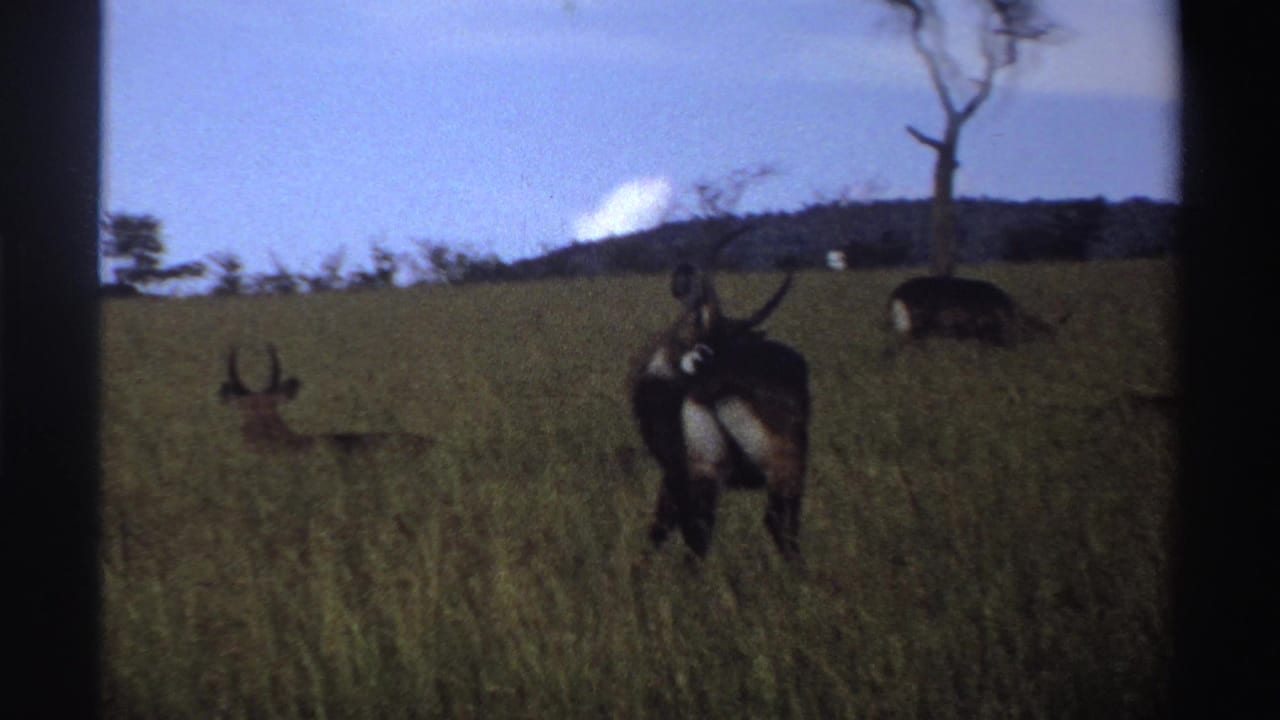 1969 Nigeria 8mm frame with multiple antelopes in grassland, including one rear-facing animal with long curved horns near a bare tree.
