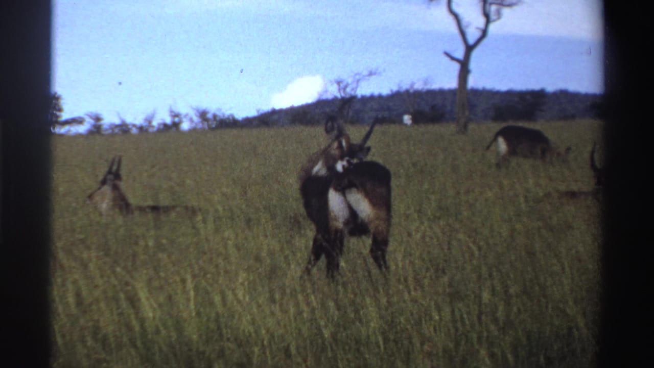 1969 Nigeria 8mm frame showing antelopes in open grass, with a central horned animal and others partly obscured by vegetation.