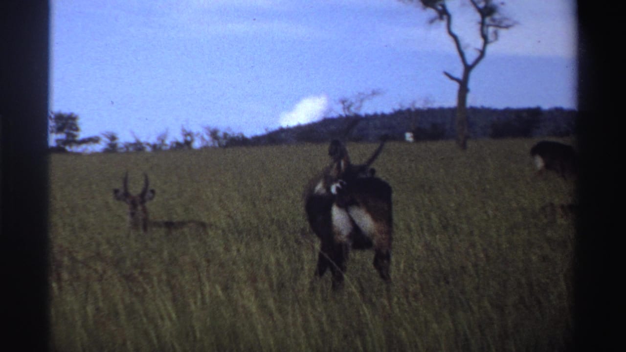 1969 Nigeria 8mm frame with a rear-facing horned antelope in tall grass, a second animal at right, and a bare tree beyond.