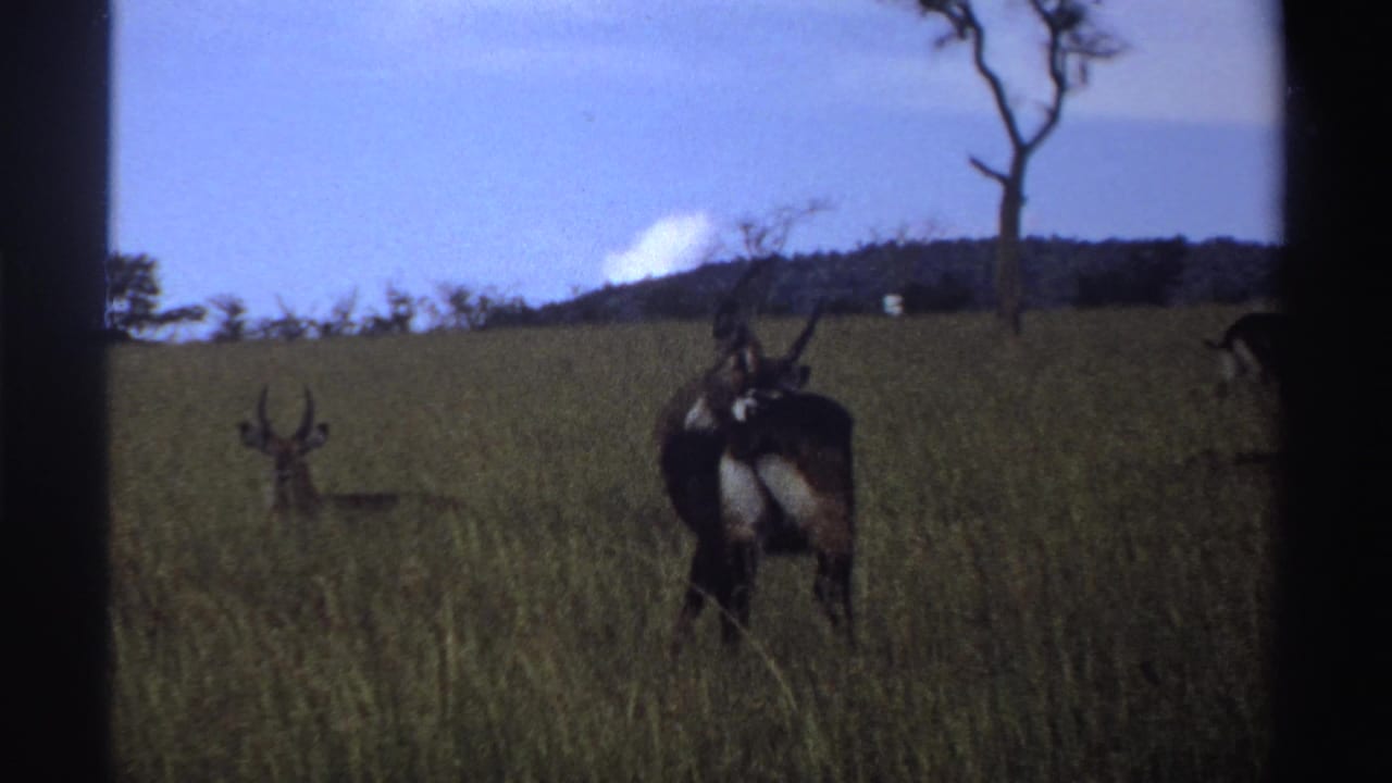 Horned antelope stand and rest in tall grass with a bare tree in the background.