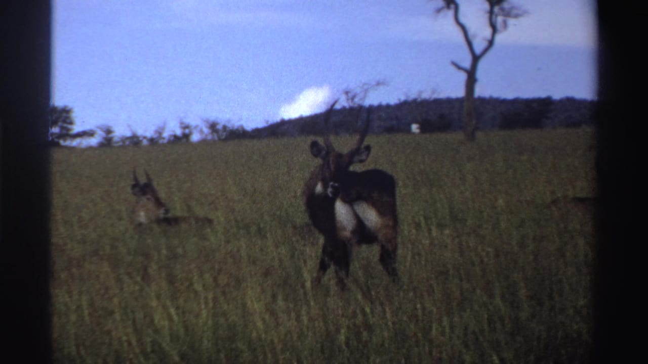 1969 Nigeria 8mm frame with a bushbuck standing alert in tall grass and a second antelope lying in the field behind it.