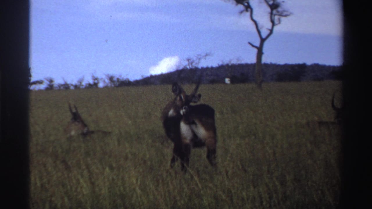 1969 Nigeria 8mm frame showing one bushbuck standing in a grassy field while another lies low in the grass behind it.
