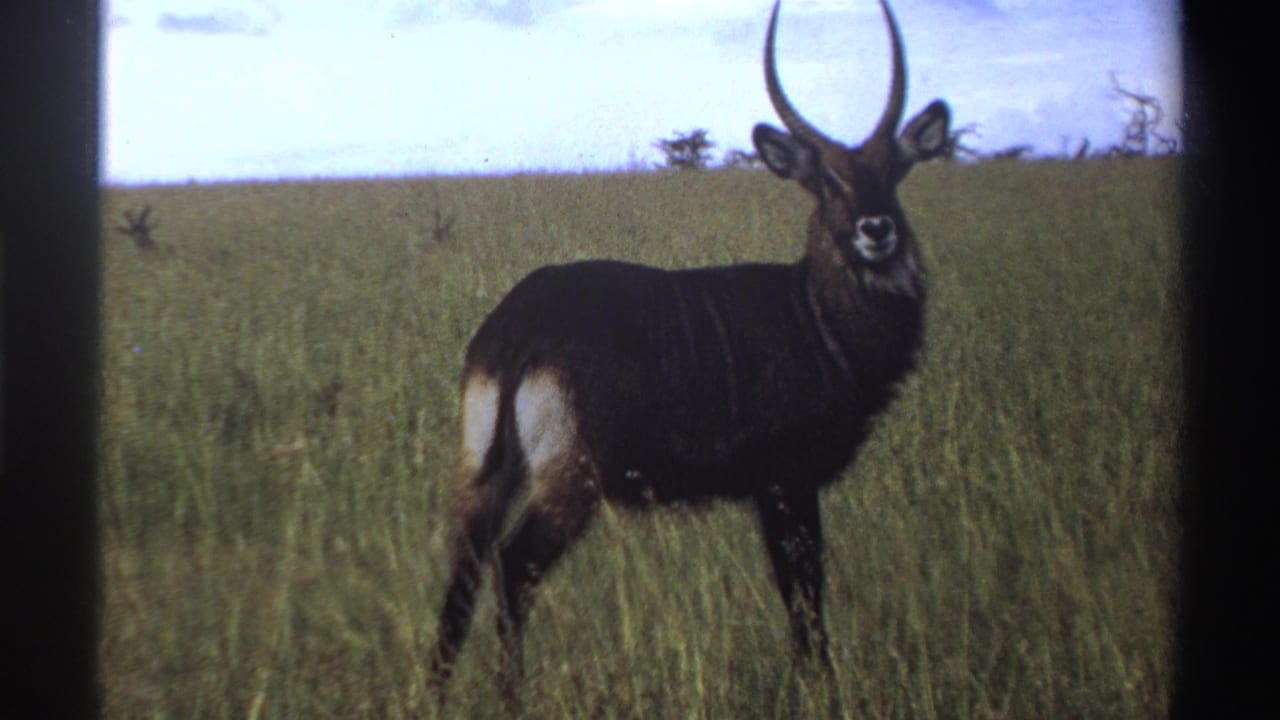 1969 Nigeria 8mm frame with a closer view of a horned bushbuck standing broadside in tall green grass.