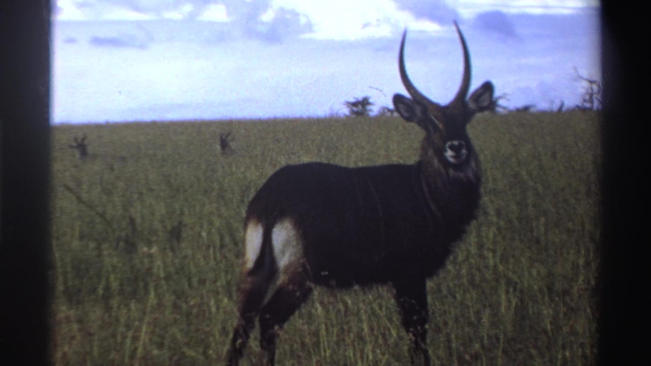 Horned waterbuck standing in tall grass with sky and black 8mm borders.