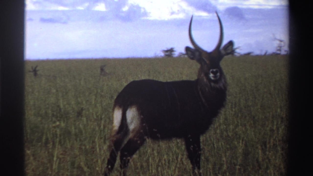 1969 Nigeria home-movie still showing a dark-coated waterbuck facing the camera in grassy savanna.