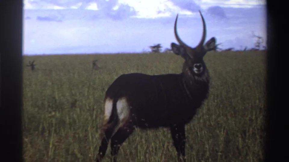 1969 Nigeria home-movie still showing a dark-coated waterbuck facing the camera in grassy savanna.