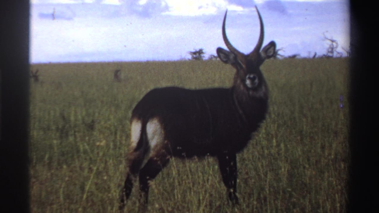 1969 Nigeria 8mm still of a waterbuck standing in savanna grass with its white rump patch visible.