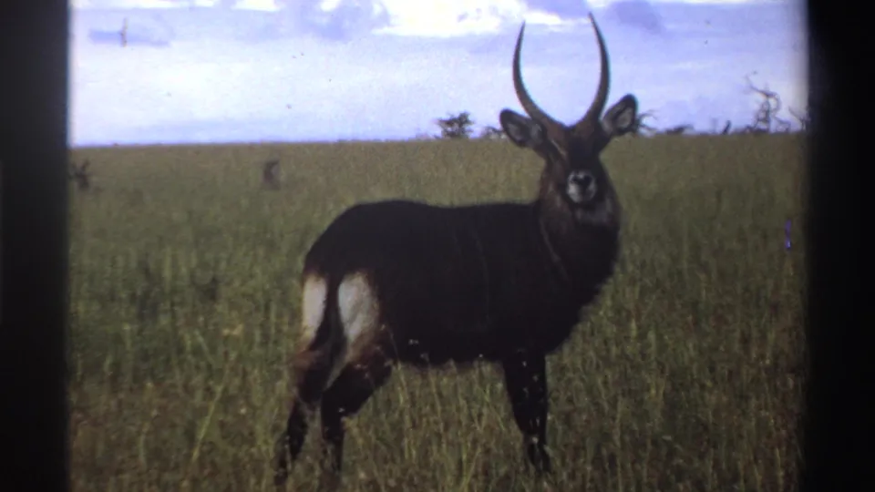 1969 Nigeria 8mm still of a waterbuck standing in savanna grass with its white rump patch visible.