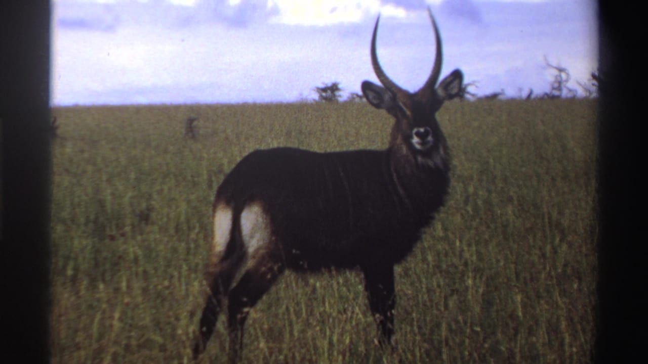 1969 Nigeria home-movie frame of a waterbuck in open savanna, horns rising against a pale sky.
