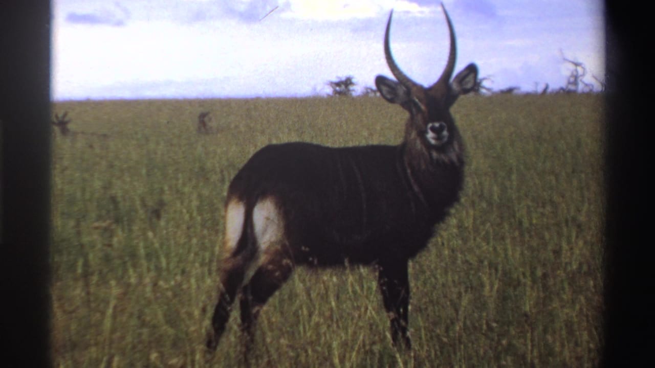 In supported 1969 Nigeria footage, a horned waterbuck stands alert in tall grass with film-frame borders visible.