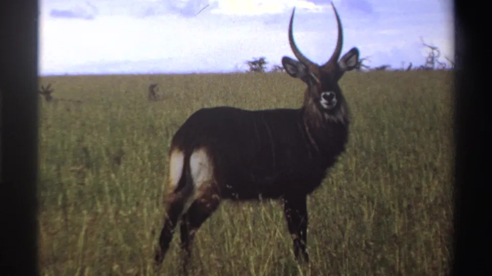 In supported 1969 Nigeria footage, a horned waterbuck stands alert in tall grass with film-frame borders visible.