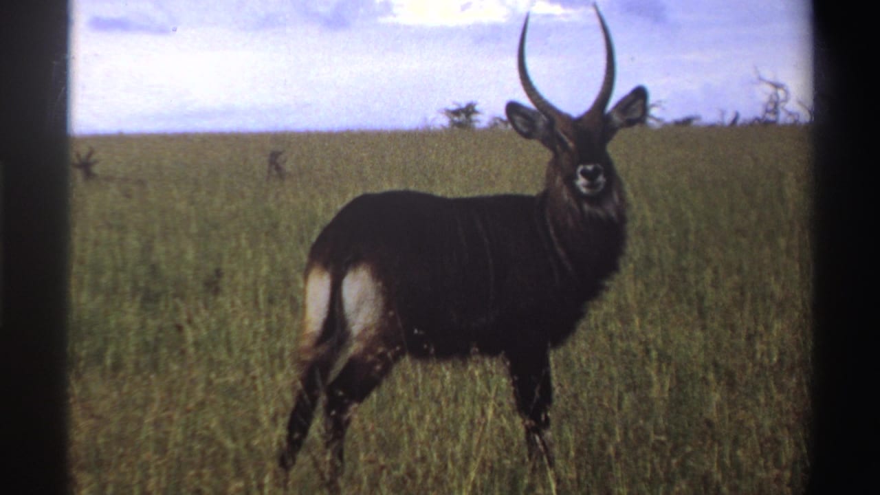 A waterbuck appears side-on in open Nigerian grassland, its curved horns and white rump patch visible in 8mm color footage.