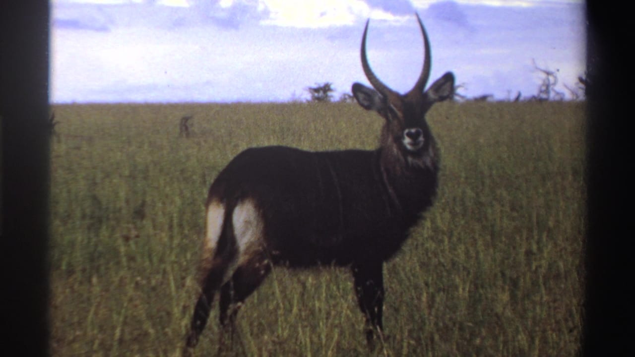 A closer 8mm frame shows a horned waterbuck in tall grass, facing the camera against a bright sky in Nigeria.