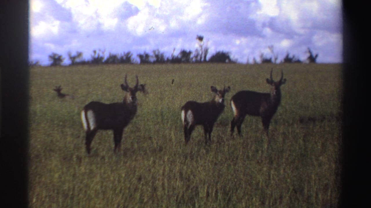 Three waterbucks stand spread across tall Nigerian grassland beneath a clouded sky in a vintage 8mm frame.