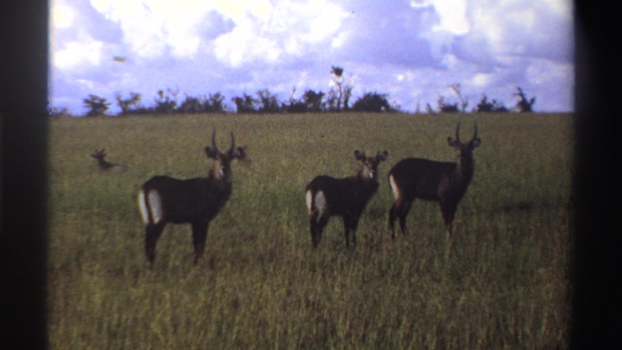 Three waterbucks stand in tall grass with a cloudy sky and low trees behind them.
