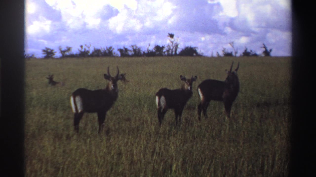 Three waterbucks in a Nigerian savanna setting, filmed on 8mm with visible grain and dark frame edges.