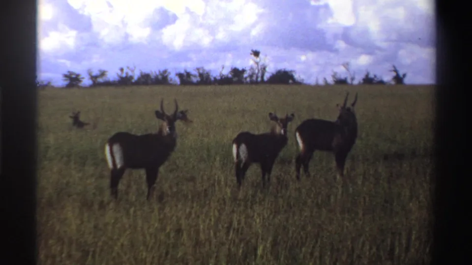 Three waterbucks in a Nigerian savanna setting, filmed on 8mm with visible grain and dark frame edges.