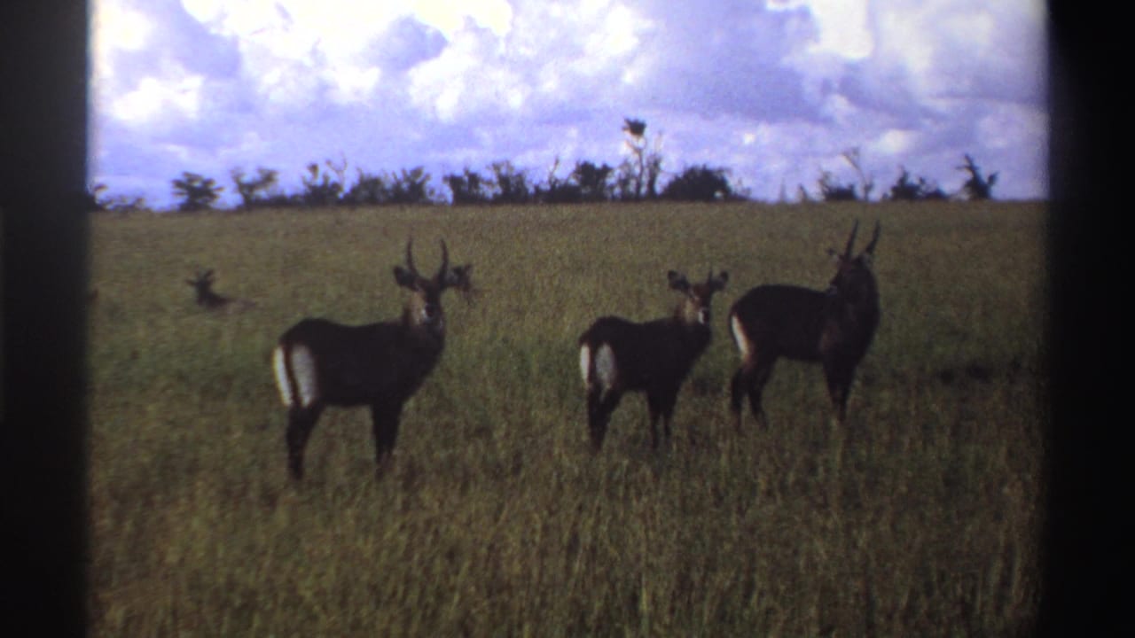 1969 Nigeria home-movie frame showing three waterbucks in tall grass, softly focused with a bright cloud bank above.