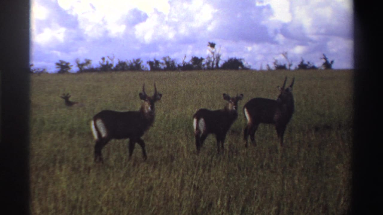 Final 8mm frame of three waterbucks in Nigerian savanna grass, framed by dark gate edges and a cloudy horizon.