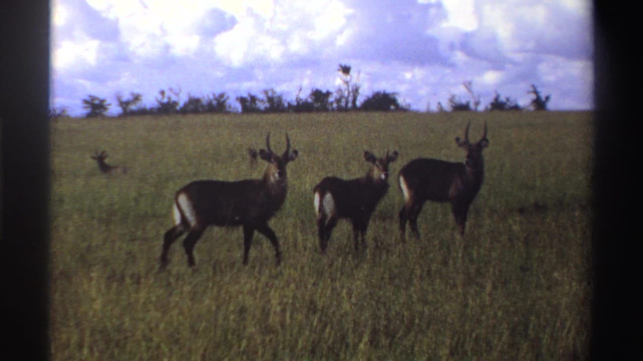 Three antelope stand in tall grass beneath a bright cloudy sky.