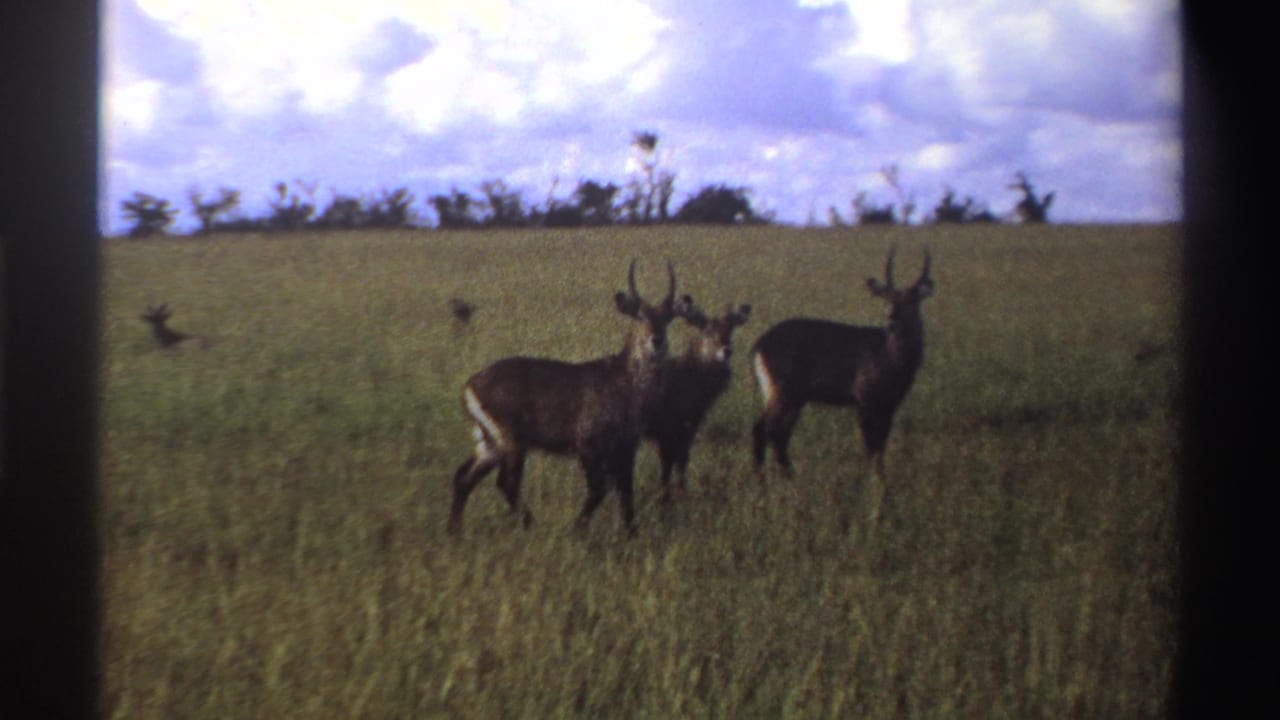 Waterbuck-like antelope remain alert in a Nigerian grassland scene, with tall grass, treeline, and bright clouds visible.