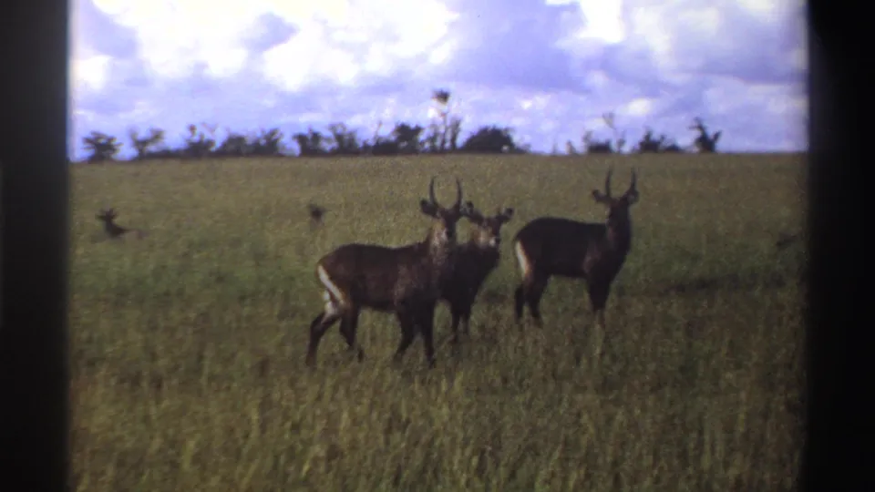 Waterbuck-like antelope remain alert in a Nigerian grassland scene, with tall grass, treeline, and bright clouds visible.