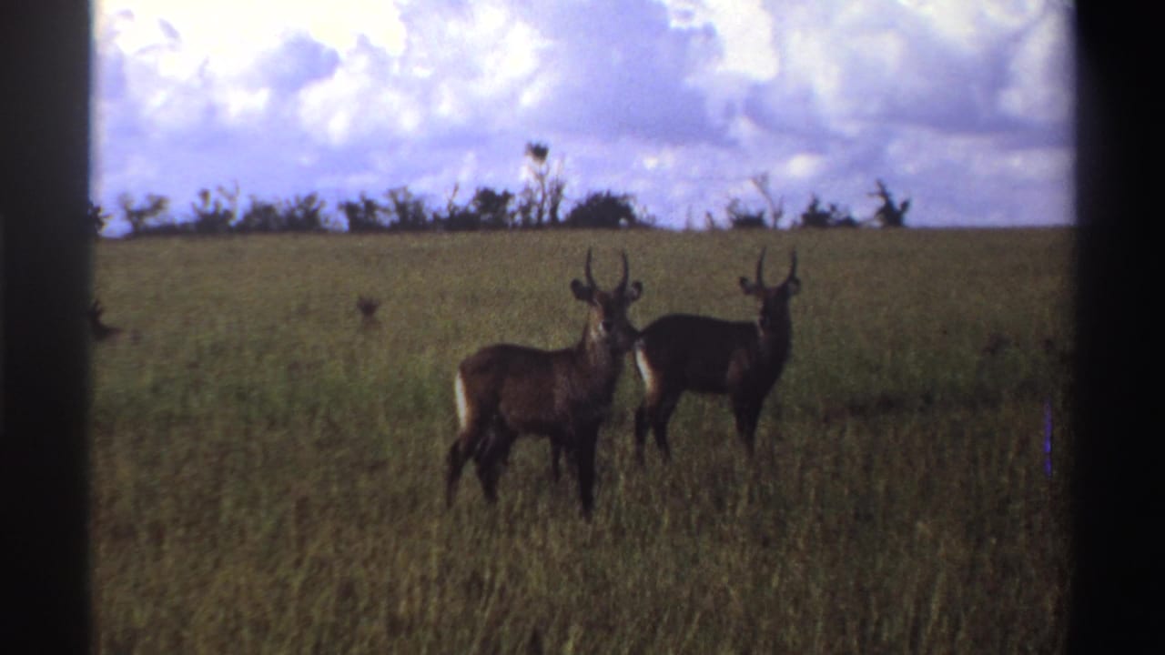 Two waterbuck-like antelope stand centered in the Nigerian grassland while another is partly out of frame at left.
