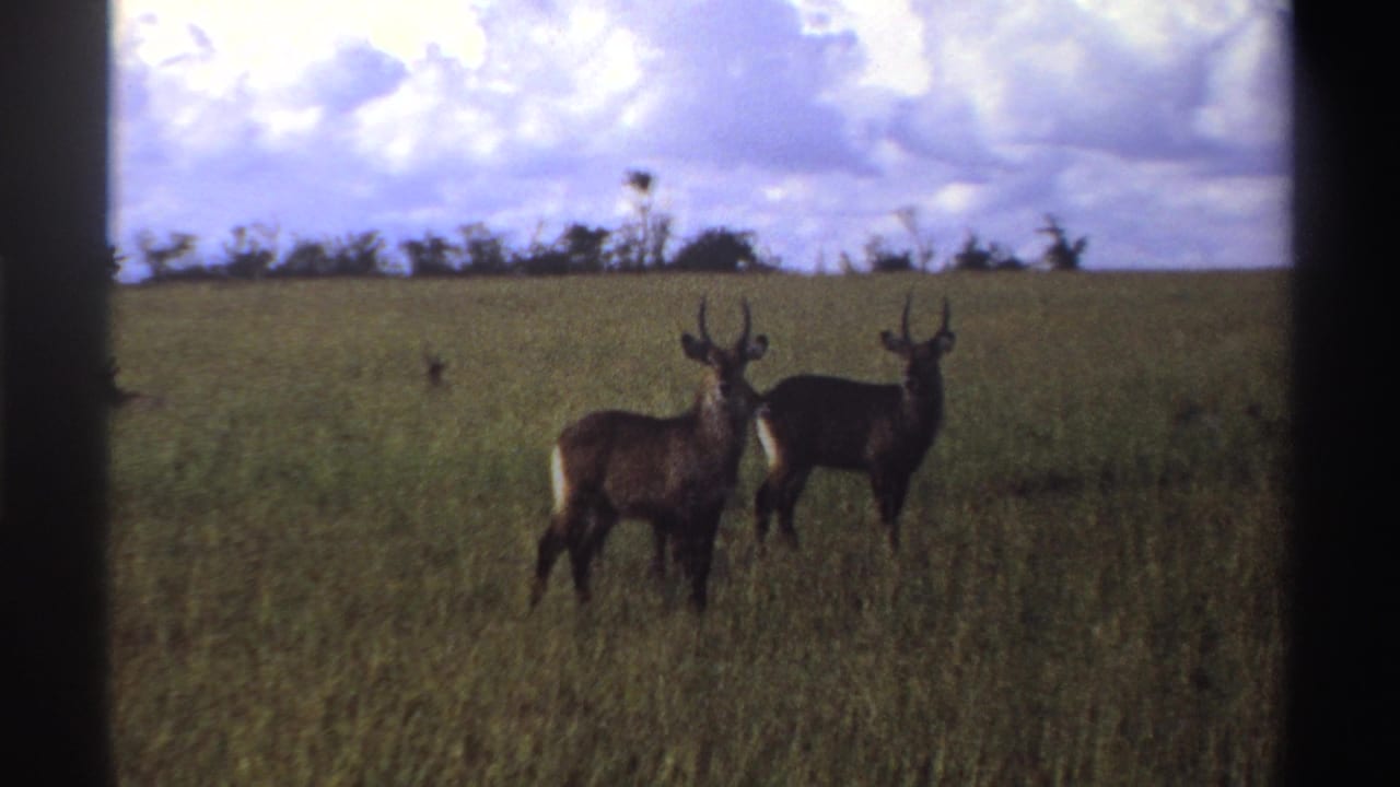 Two waterbuck-like antelope stand in Nigerian grassland, their pale rump markings visible against tall grass and a cloudy sky.