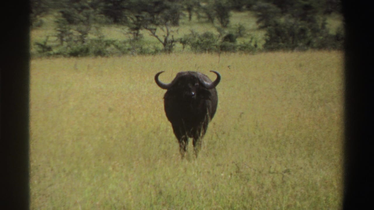 Dark horned buffalo standing in tall grass with shrubs and trees behind it.