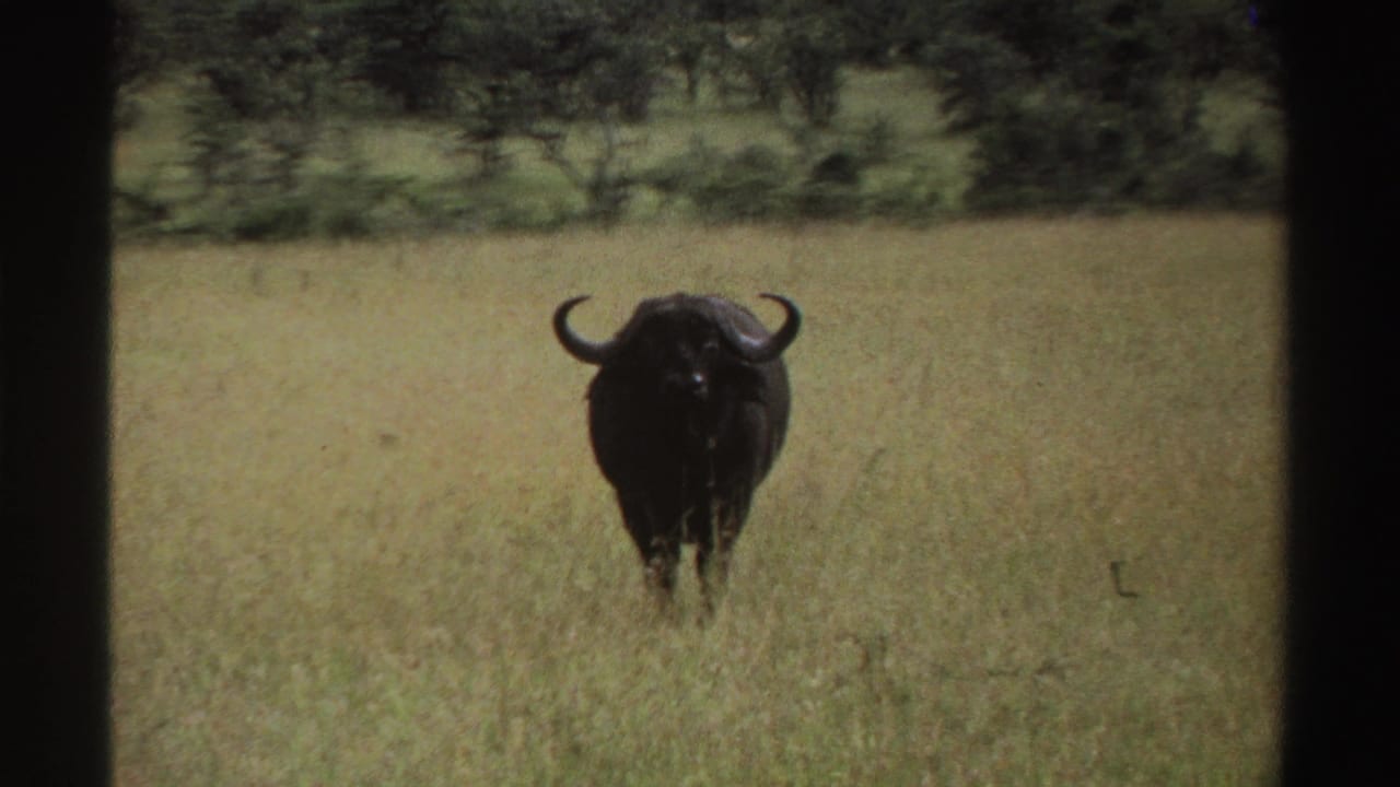 Horned buffalo facing forward in a grassy field with low vegetation behind.
