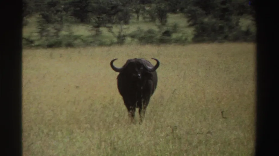 The buffalo remains front-facing in the tall grass, framed by soft 8mm grain and a line of shrubs in the background.