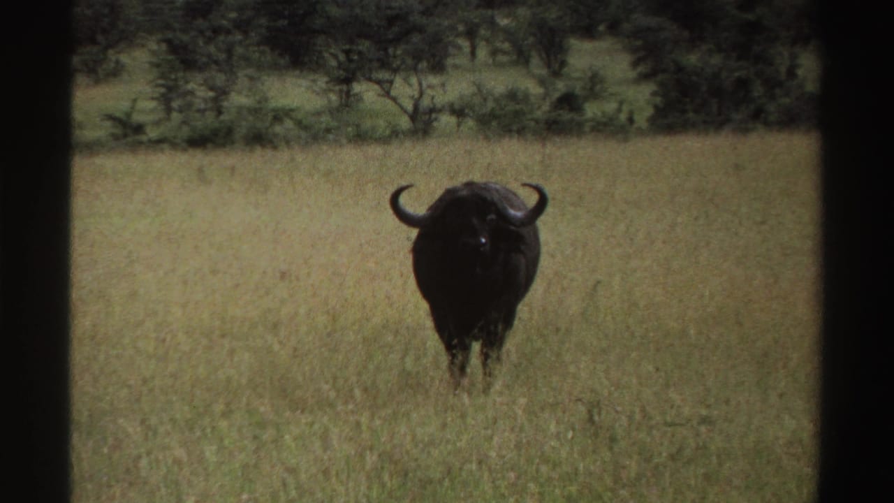 A dark buffalo stands nearly centered in tall grass in the Nigerian landscape, its curved horns visible against the softer background.