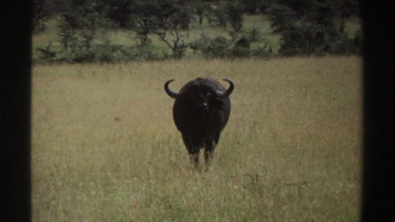 Near the end of the clip, the buffalo is still facing the camera in tall grass, with shrubs and trees marking the distant background.