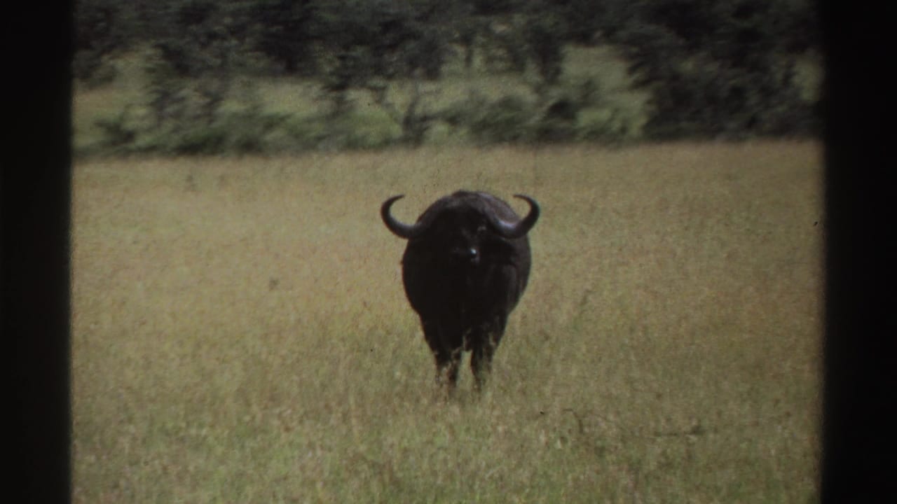 1969 Nigeria 8mm frame showing a dark African buffalo facing the camera in a tall grassy field with scattered trees behind.