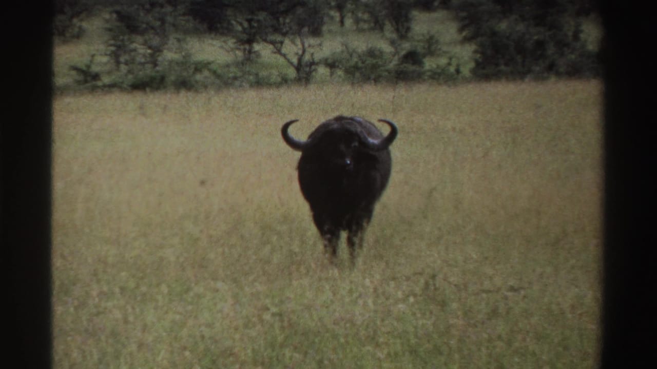 1969 Nigeria wildlife frame with a buffalo facing the camera from a grassy field, backed by low shrubs and trees.