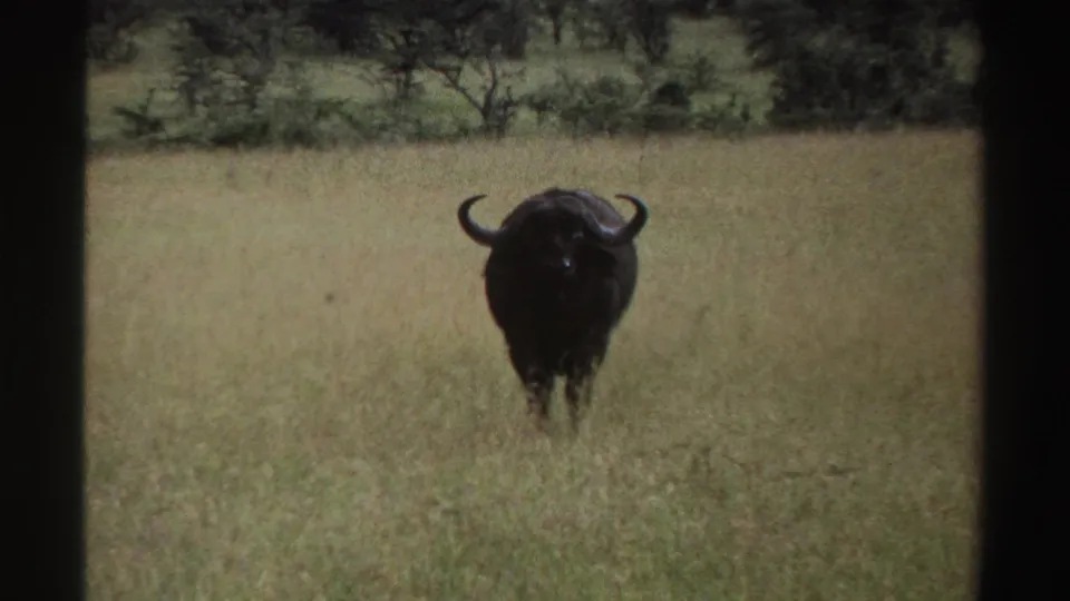 1969 Nigeria wildlife frame with a buffalo facing the camera from a grassy field, backed by low shrubs and trees.