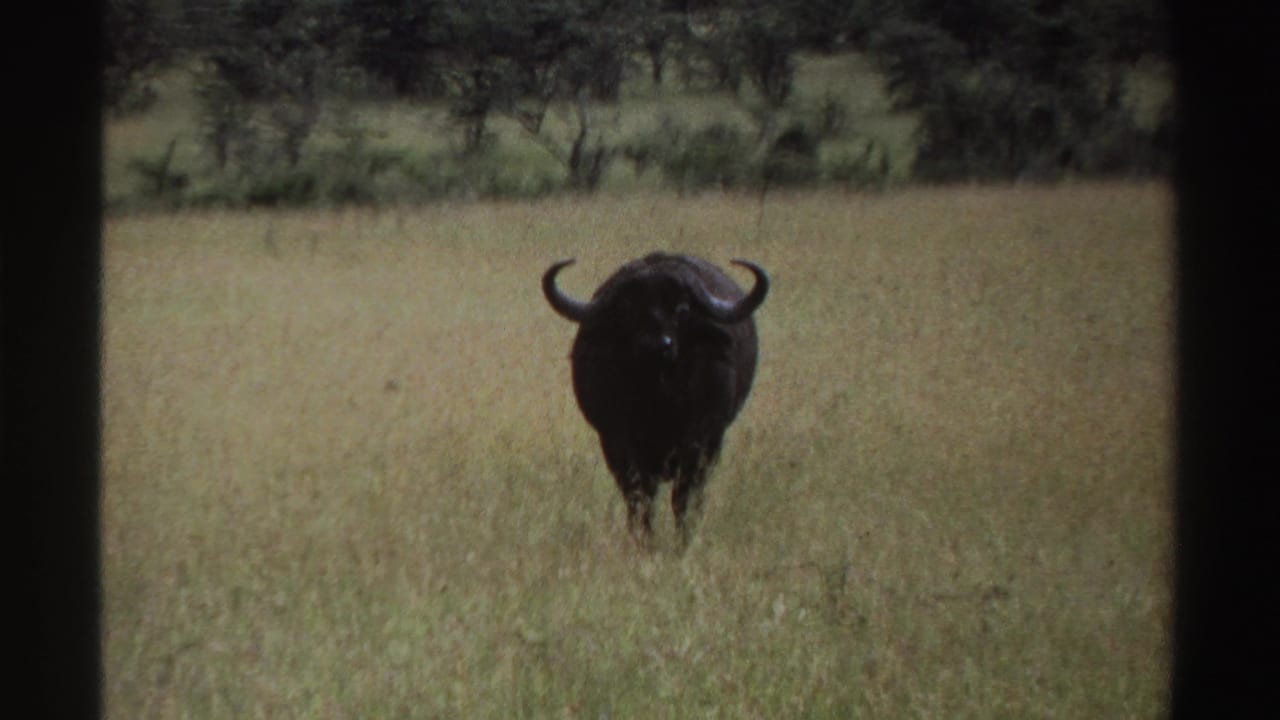 1969 Nigeria 8mm frame of a front-facing buffalo standing in tall grass, with a darker band of trees beyond the field.
