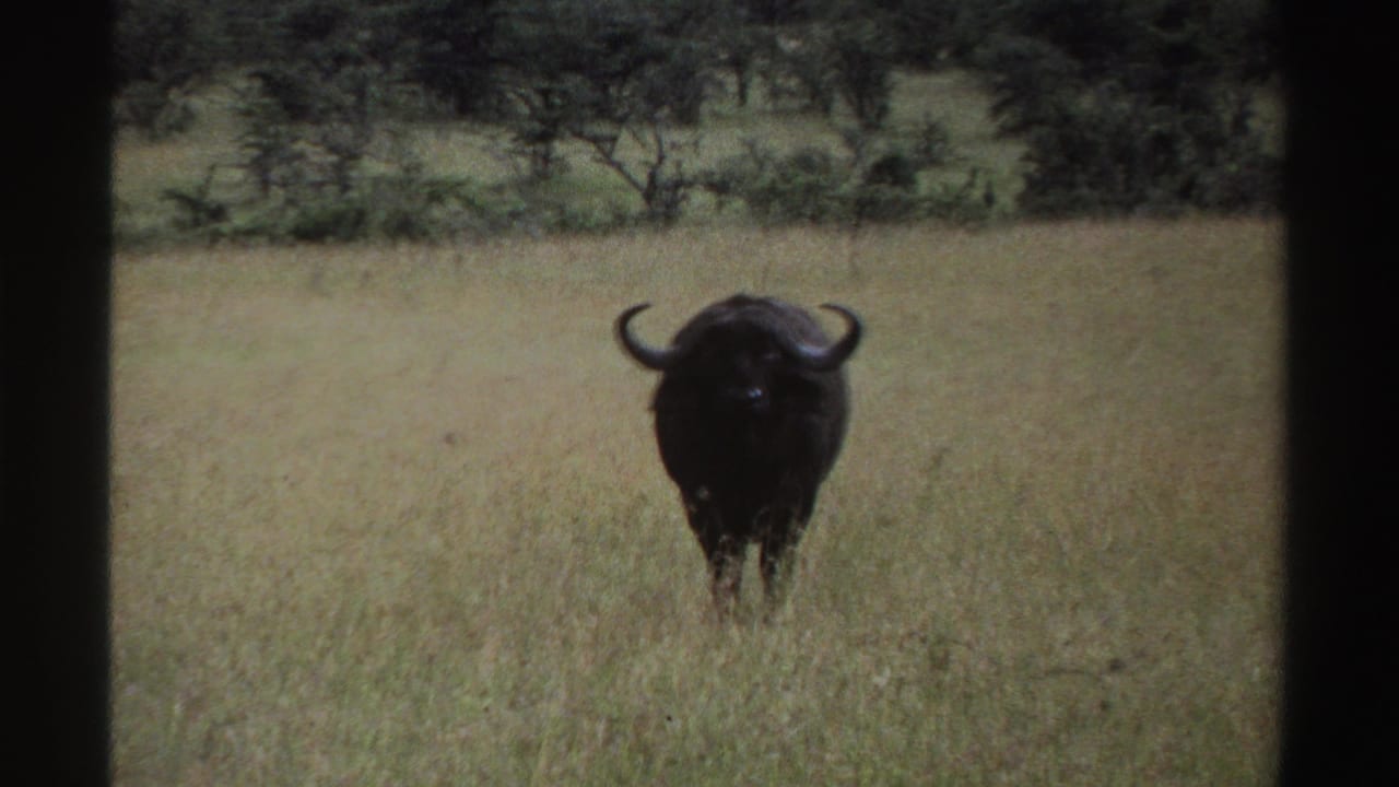 1969 Nigeria home-movie frame showing a dark buffalo centered in tall grass, with shrubs and trees forming the background.