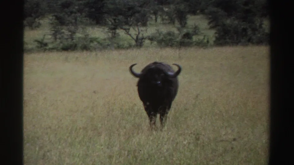 1969 Nigeria home-movie frame showing a dark buffalo centered in tall grass, with shrubs and trees forming the background.