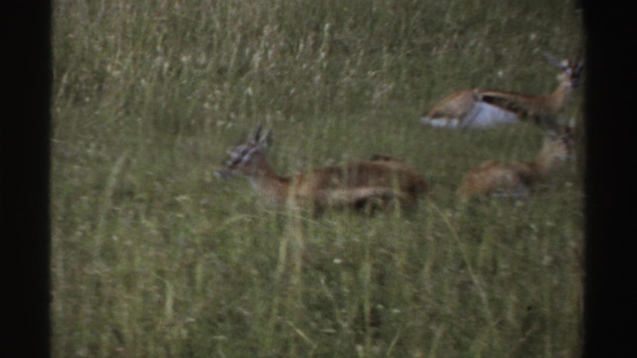 1969 Nigeria 8mm frame showing antelope-like animals partly hidden in tall savanna grass, viewed from a distance.
