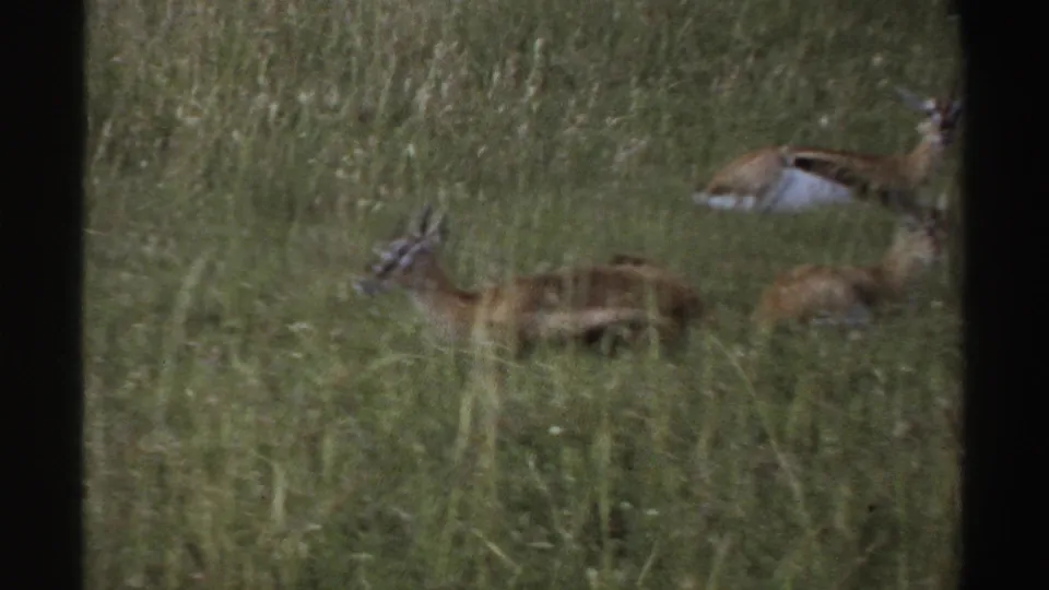1969 Nigeria 8mm frame showing antelope-like animals partly hidden in tall savanna grass, viewed from a distance.