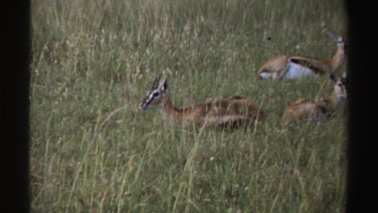 Several antelope-like animals in tall grass, one alert with head raised.