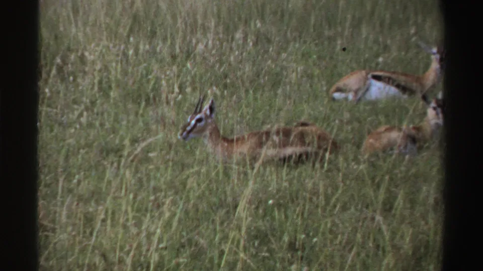 1969 Nigeria 8mm frame with several antelope-like animals in a grassy savanna, including one alert animal facing left.